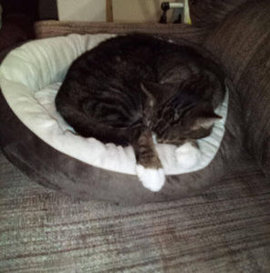 Meet your Posher, Abbie